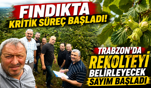 Trabzon'da fındık alarmı! Rekolteyi belirleyecek sayımlar start aldı