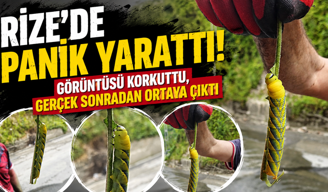 Rize'de korkutan görüntü! Dev tırtılın sırrı çözüldü