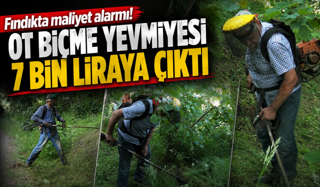 Karadeniz'de yağış faturası üreticiye çıktı! Fındık bahçelerinde yoğun mesai