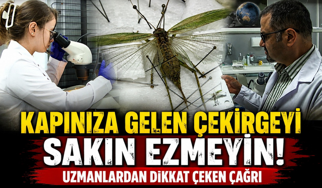'İstila' sanıldı,gerçek başka çıktı! Uzmandan çekirgeler için rahatlatan açıklama