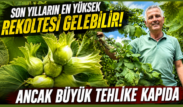 Fındıkta rekolte sevinci! Ancak temmuz ayı kritik viraj
