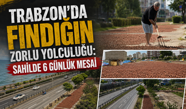 Trabzon’da sahil yolu fındık harmanına döndü