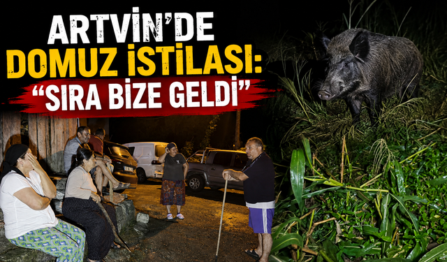 Artvin’de domuz istilası: “Sıra bize geldi”