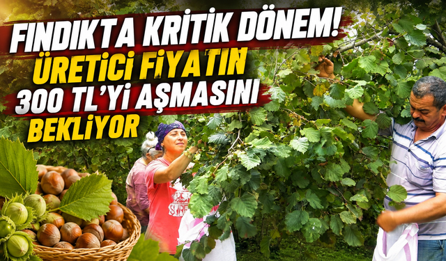 Fındıkta büyük beklenti! Rekolte düştü,gözler 300 liranın üzerinde