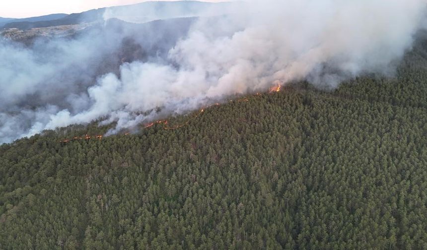 Yangınlar yaban hayatını da olumsuz etkiliyor