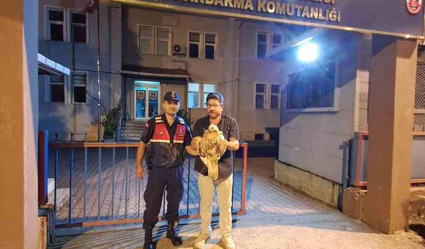 Artvin’de yaralı şahin jandarma ekiplerince kurtarıldı