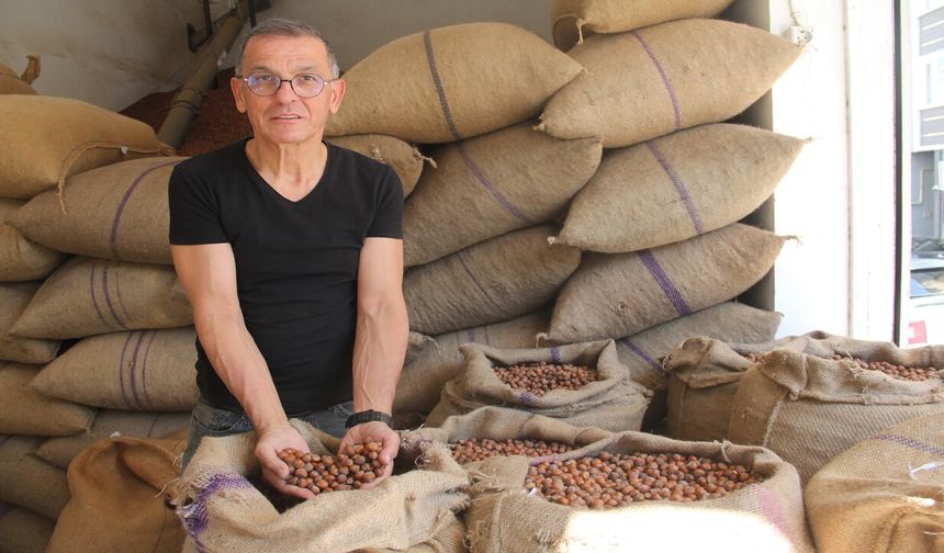 Giresun’da serbest piyasa fındık fiyatı, TMO’nun fiyatlarının üzerine çıktı