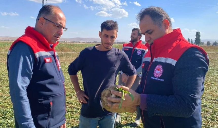 Bayburt’ta şeker pancarı sökümü başladı