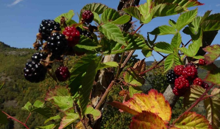 Doğanın şifasını organik üretimle buluşturdu