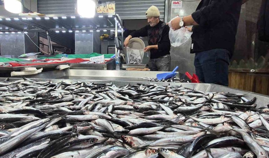 Karadeniz’de hamsi bollaştı