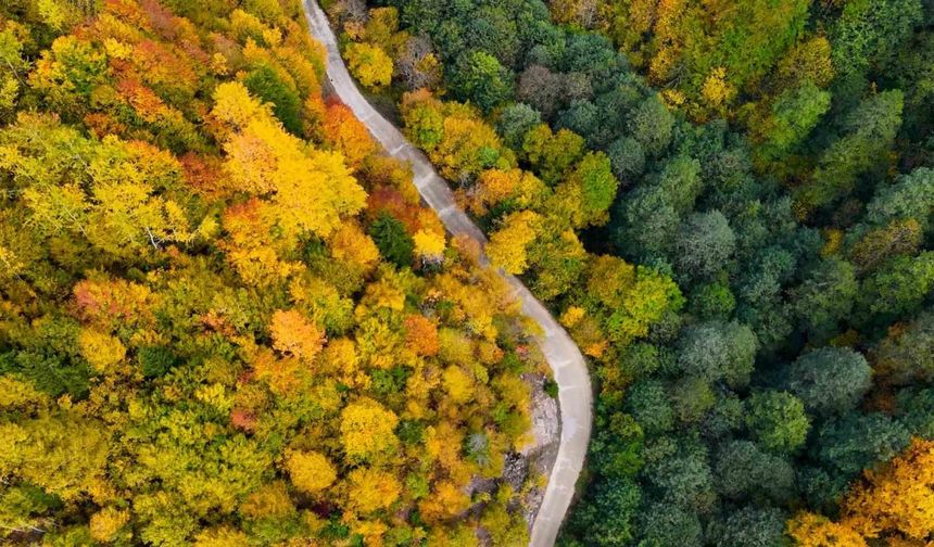 Örümcek Ormanları’nda renklerin muhteşem dansı