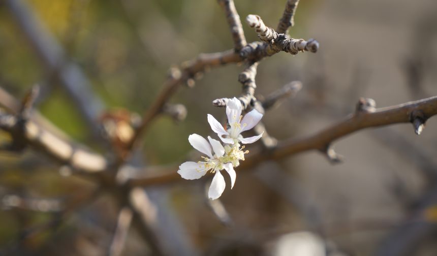 Kasım ayında çiçek açan elma ağacı şaşırttı
