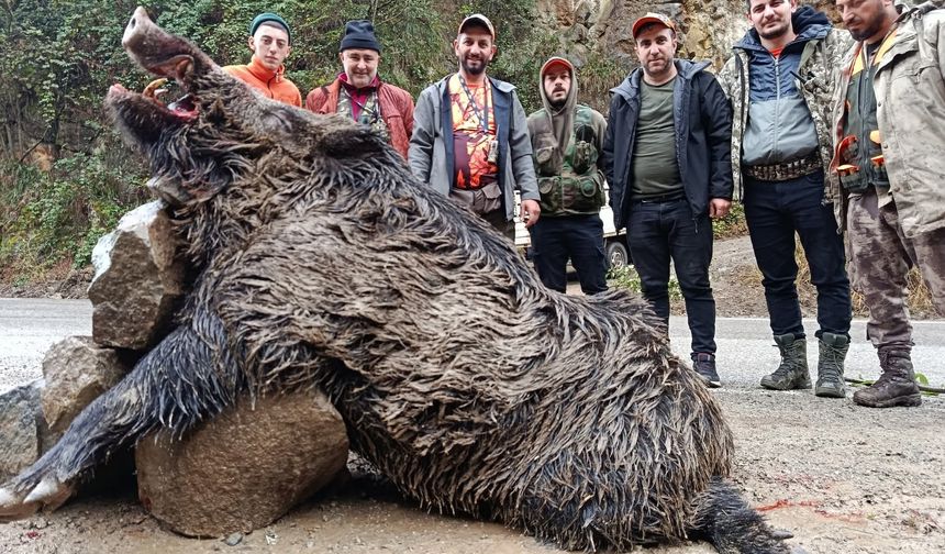 Trabzon’da sürek avında 300 kg’lık domuz fişeklerin hedefi oldu