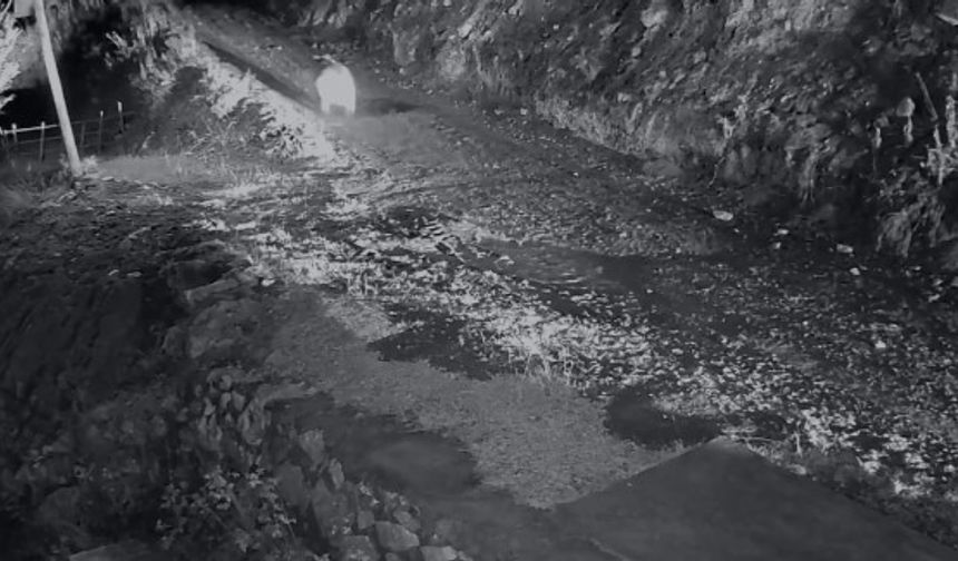 Mahalleliyi canından bezdiren ayının evinin önünde yattığını görünce kamyoneti ile peşine düştü