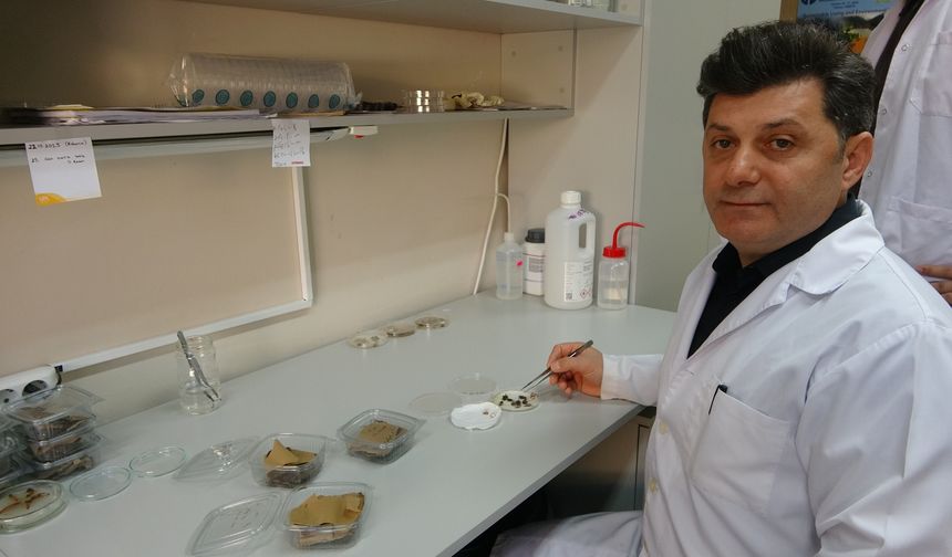 Kahverengi kokarcaya karşı zehirli mantarlarla biyolojik mücadele yürütülecek