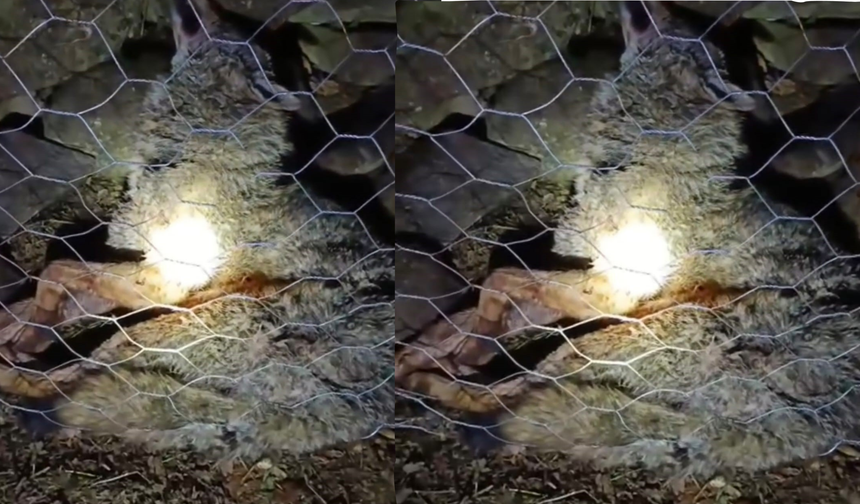 Koyun sürüsüne saldıran kurta çoban köpekleri geçit vermedi