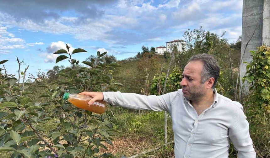 Kadife çiçeği ve soğanla kahverengi kokarcaya doğal çözüm