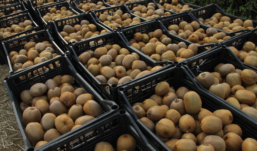 Kivi üreticilerinin İran kivisi endişesi