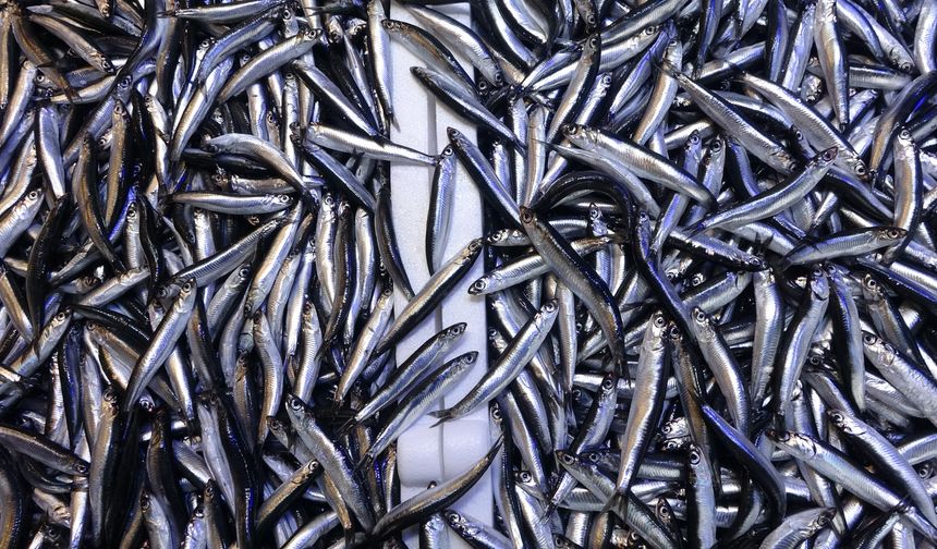 Denizdeki hamsi bolluğu ihracat rakamlarına yansımadı