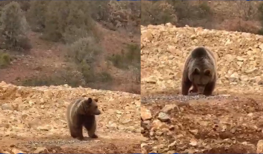 Yol kenarındaki ayıya ’hamsi’ ziyafeti verdiler