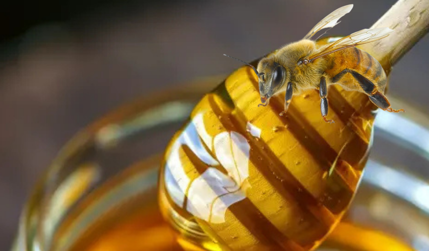 KTÜ'de Arı ve Arı Ürünleri Uygulama ve Araştırma Merkezi (APİMER) resmen kuruldu