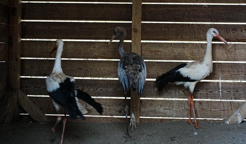 Yaban hayatına merhamet eli