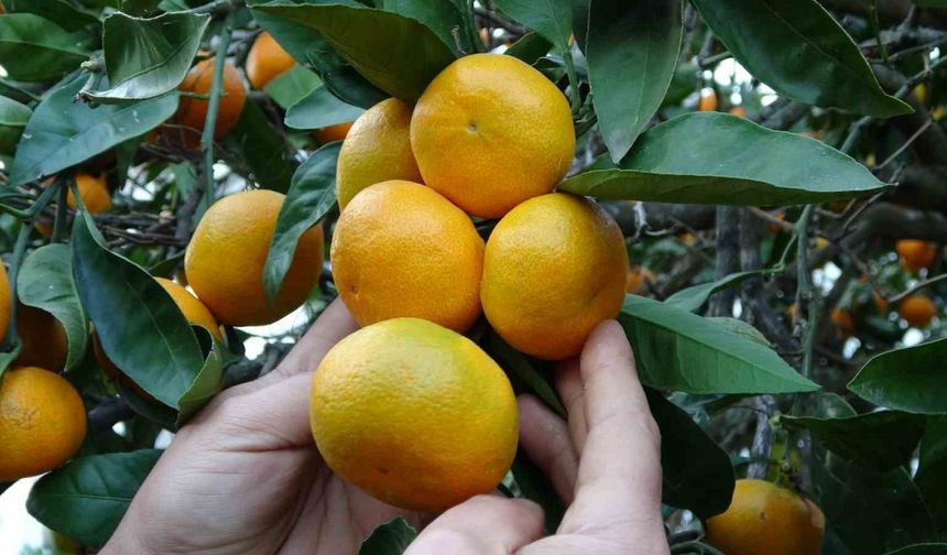 Narenciye hasadı başladı