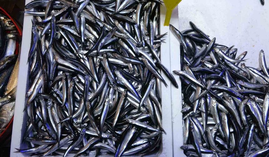 Türkiye'nin hamsi ihracatında Avrupa ülkeleri ilk sırada