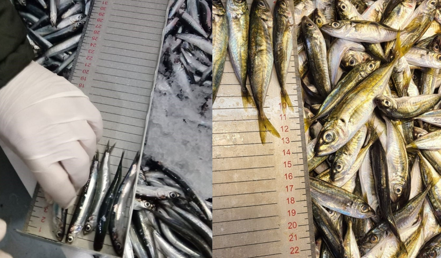 Trabzon'da 2025 yılında su ürünleri denetimlerinde 43 kişiye 3,2 milyon TL para cezası