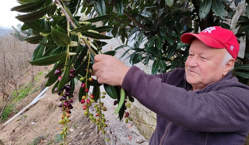 Kış ortasında yalancı bahara aldanan karayemiş ve dut ağaçları çiçek açıp meyve verdi