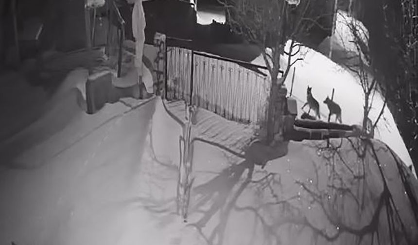 Artvin'de aç kalan kurt sürüsü yerleşim alanına indi