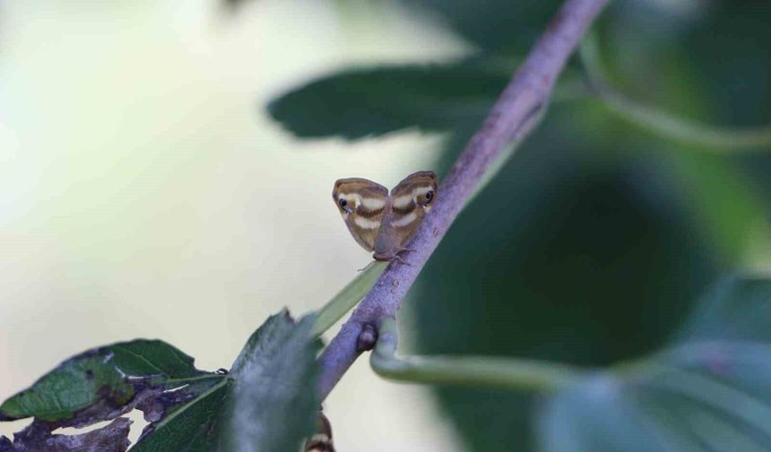 Doğu Karadeniz'de üçlü istilacı tür tarımı tehdit ediyor
