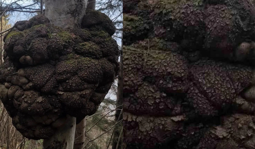 Ormanın kalbindeki ağaç yumrusu görenleri hayrete düşürdü