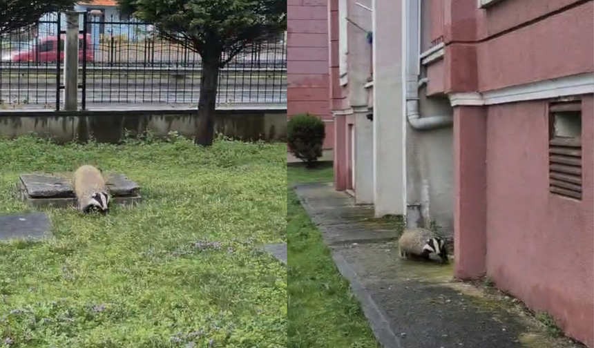 Porsuk yanlışlıkla site bahçesine girerse...