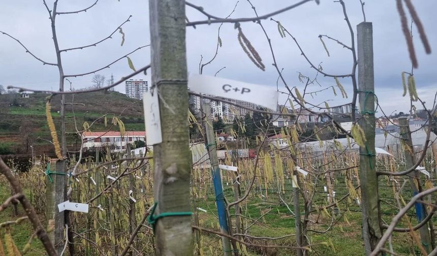 Fındıkta kozalak akarı verim kaybına yol açıyor