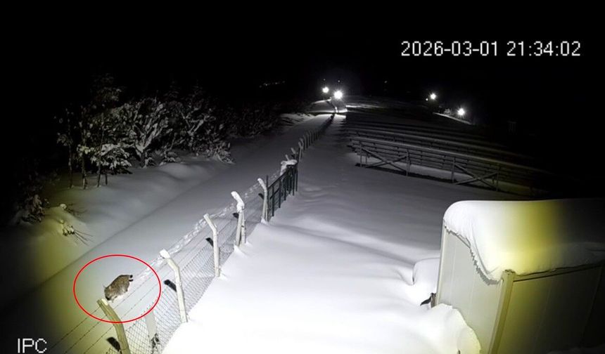 Ordu'da nesli tükenmekte olan vaşak görüntülendi