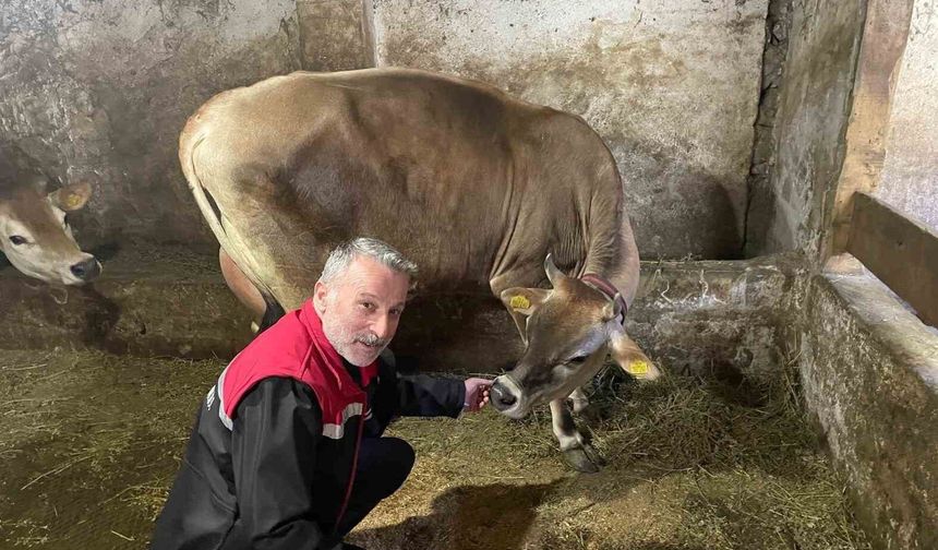Danimarka ve Amerika'dan getirildiler, Of'a kısa sürede uyum sağladılar