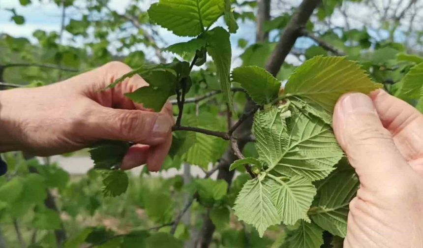 Fındıkta don riski yok, üreticiyi kokarca korkutuyor