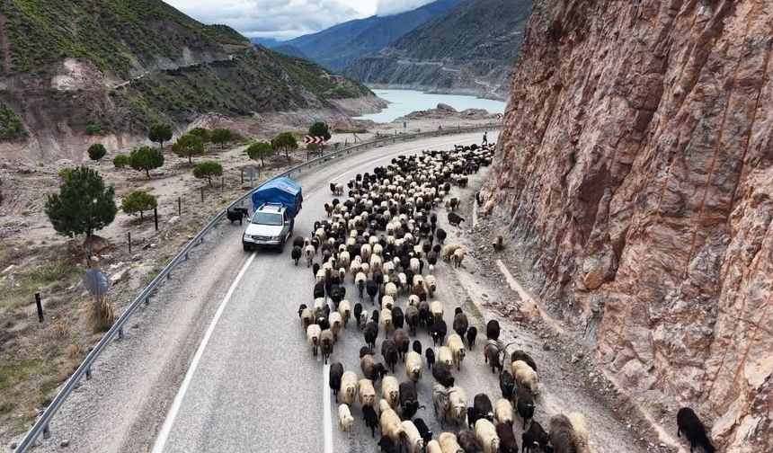 Yayla yolunda zorlu göçler başladı