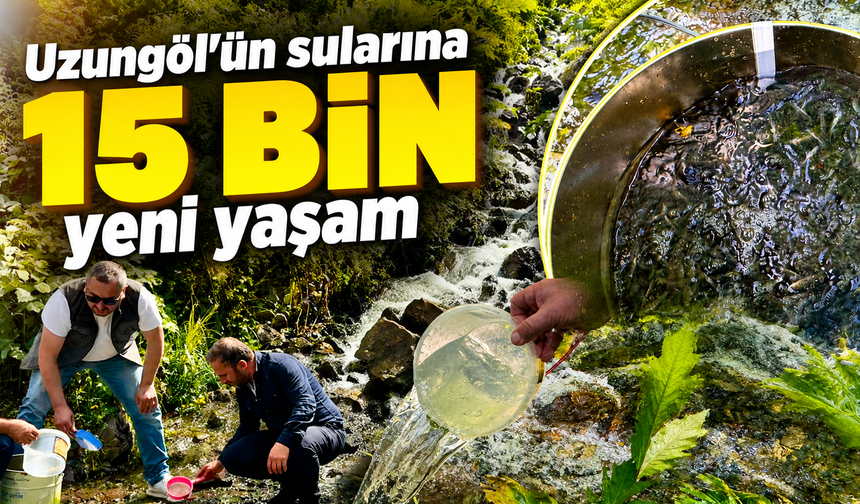15 bin kırmızı benekli alabalık doğal yaşamla buluştu