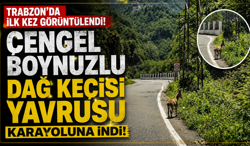 Trabzon'da çengel boynuzlu dağ keçisi yavrusu ilk kez bir karayolunda görüntülendi.