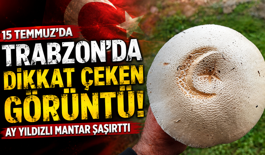 Köprübaşı yaylasında ilginç görüntü! Ay Yıldızlı mantar ilgi odağı oldu