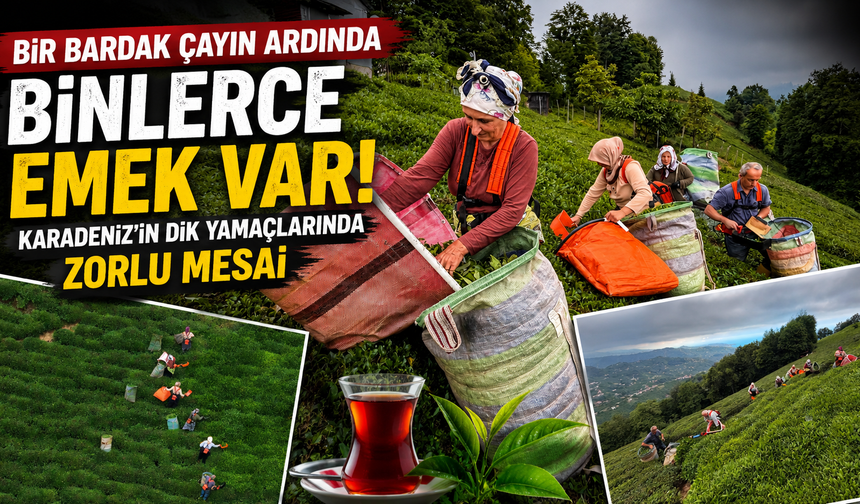 Karadeniz kadınları ekmeğini taştan çıkarıyor! Çay hasadında büyük emek