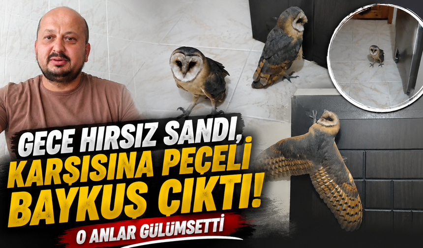 'Hırsız var' diye uyandı,karşısında baykuşu buldu!
