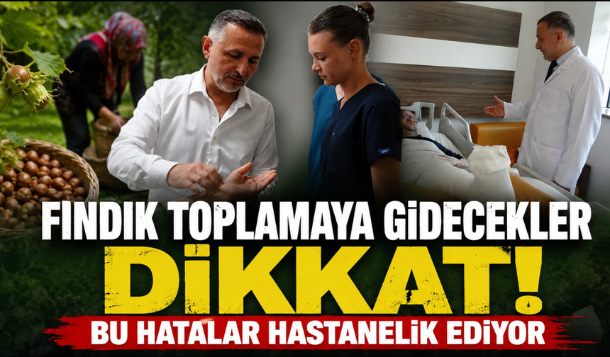 Fındık hasadı sanıldığı kadar masum değil! Uzman riskleri tek tek anlattı