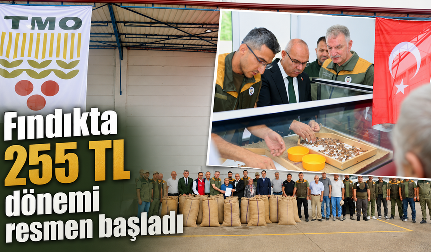 TMO Giresun’da fındık alımına başladı