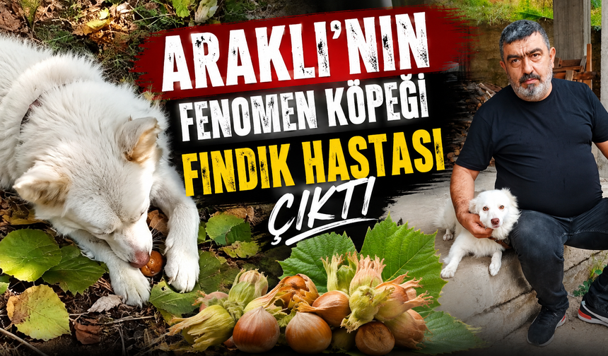 Kabuk engel değil! Duman fındığı böyle yiyor