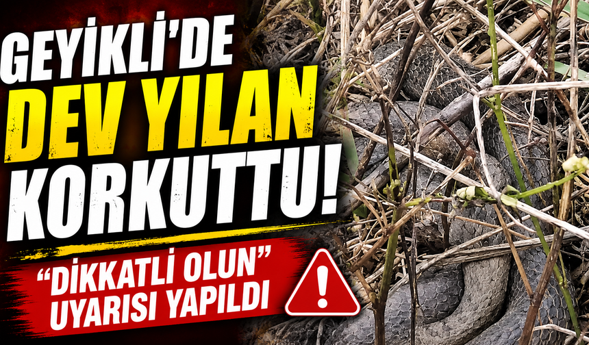 Mezarlıkta dev yılan paniği! Vatandaşlara dikkat uyarısı