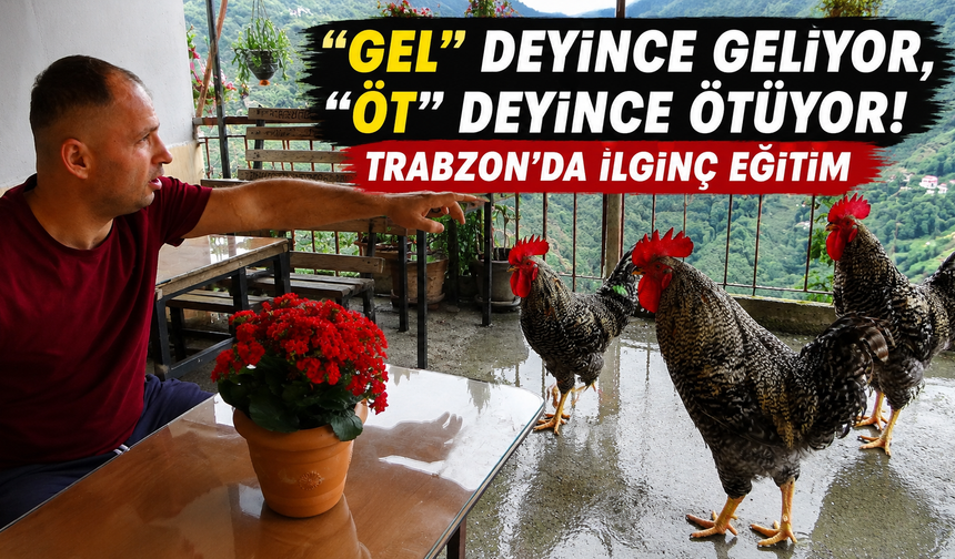 Trabzon’da böylesi görülmedi! Horozlarına komut öğretti
