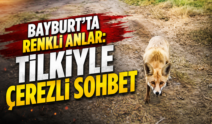 “Gel bakalım” dedi, tilki elinden çerez yedi